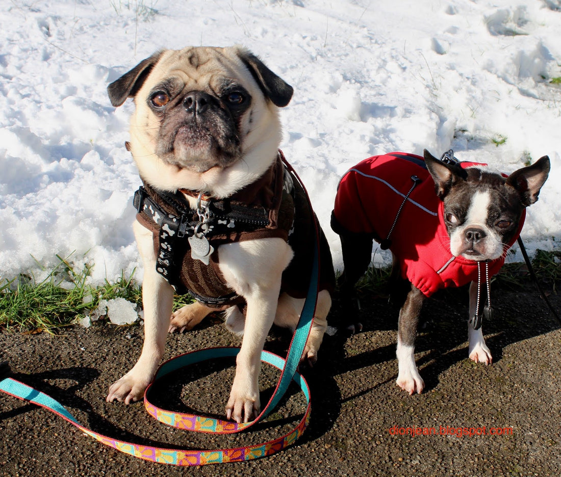 Dogs in snow: The white stuff makes them grumpy