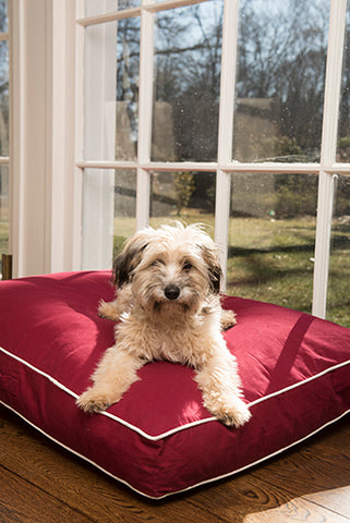 Dog Gone Smart Beds and Sleeper Cushions